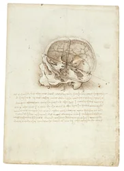 Anatomische Zeichnung von Leonardo Da Vinci - Schädel